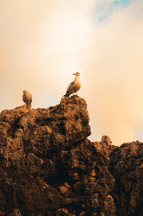 鸟栖息在布朗岩 · 免费素材图片
