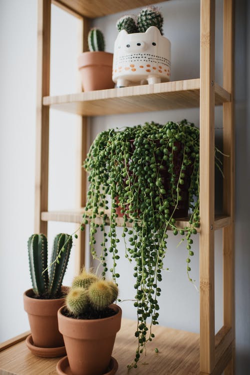 有关仙人掌, 室内, 室内植物的免费素材图片