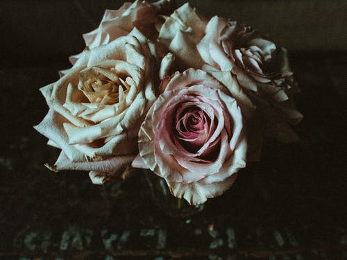 黑色纺织品上的粉红玫瑰 · 免费素材图片
