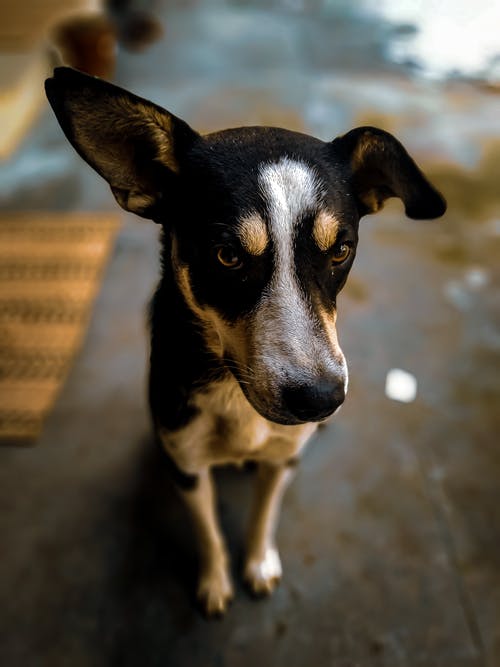 黑色和白色短涂层的狗 · 免费素材图片