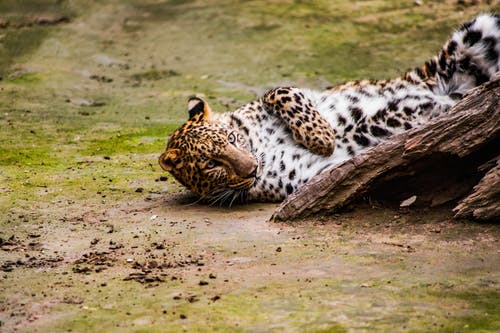 豹躺在地上 · 免费素材图片