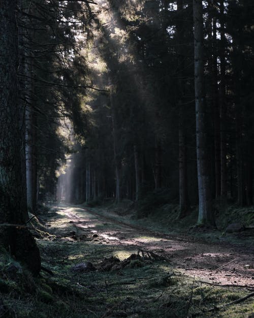 有关天性, 德国, 森林的免费素材图片