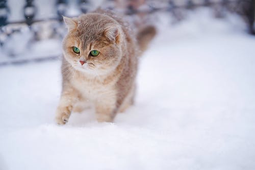 雪地上的猫 · 免费素材图片