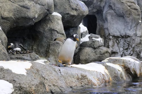 有关企鹅, 动物, 动物园的免费素材图片