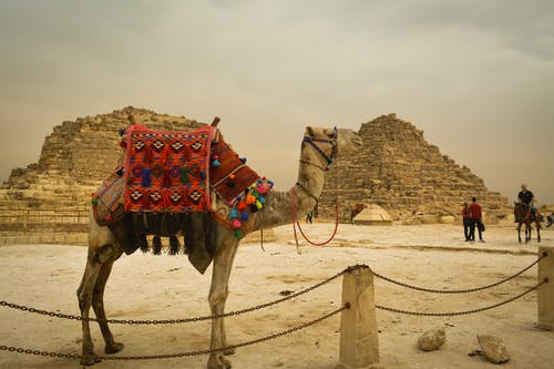有关动物, 单峰驼, 埃及的免费素材图片