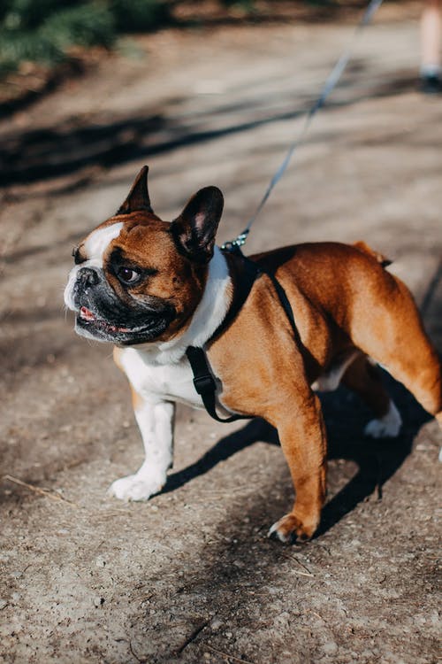 棕色和白色短涂层的狗皮带 · 免费素材图片