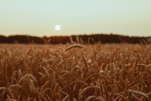 棕色麦田 · 免费素材图片