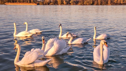 有关动物, 多瑙河, 天鹅的免费素材图片
