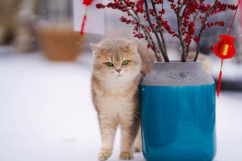 花瓶旁边的猫 · 免费素材图片