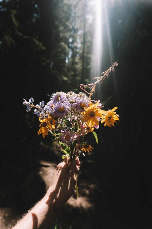 有关什锦的, 光, 太阳的免费素材图片