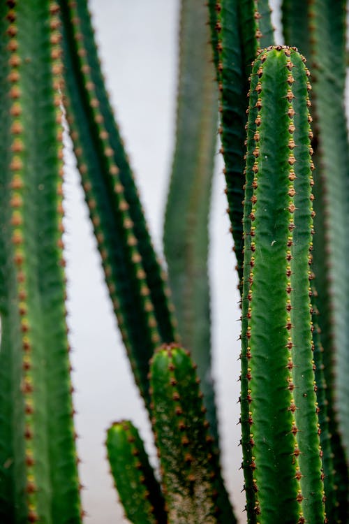 有关三角仙人掌, 仙人掌, 仙人掌植物的免费素材图片