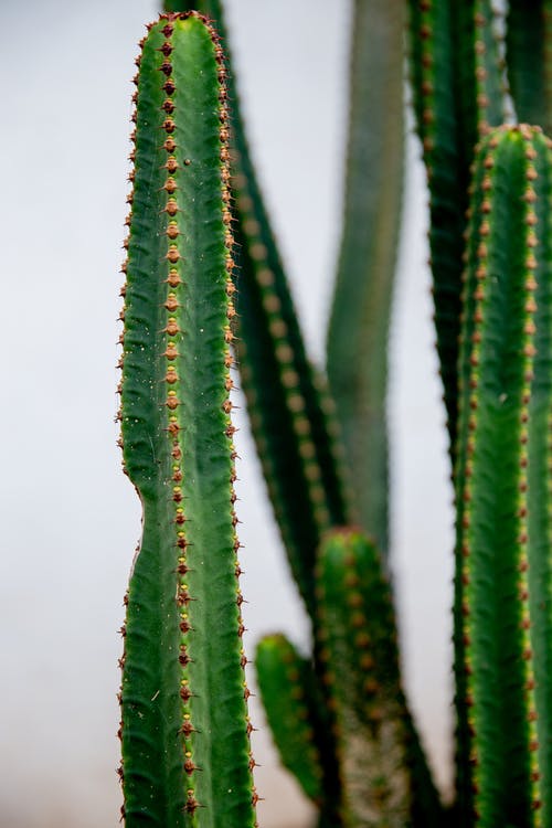 有关三角仙人掌, 仙人掌, 仙人掌植物的免费素材图片