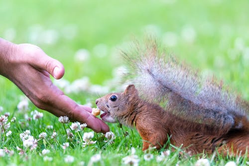 在绿色草地上的棕色松鼠 · 免费素材图片