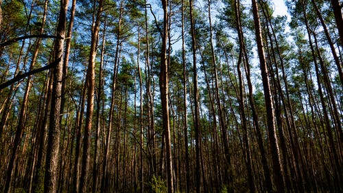 有关从下面, 低角度, 公园的免费素材图片