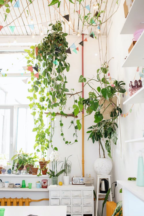 有关增长, 室内, 室内植物的免费素材图片