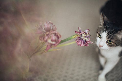 猫盯着花 · 免费素材图片