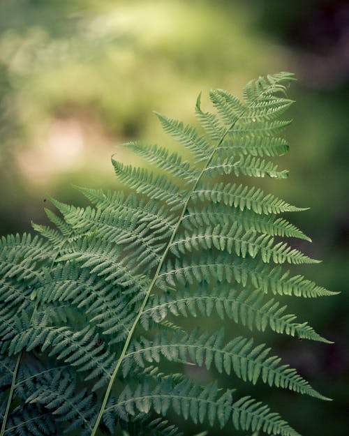 绿叶植物 · 免费素材图片