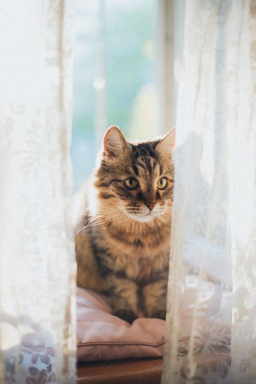 棕色虎斑猫粉红色纺织 · 免费素材图片