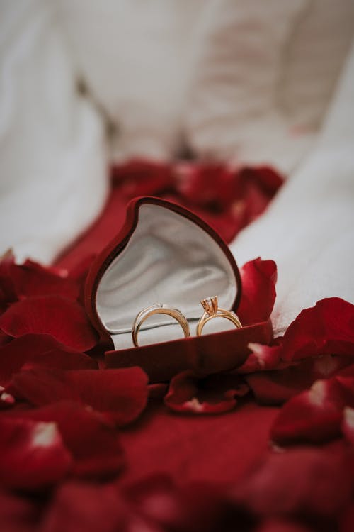 红玫瑰花瓣上的金戒指 · 免费素材图片
