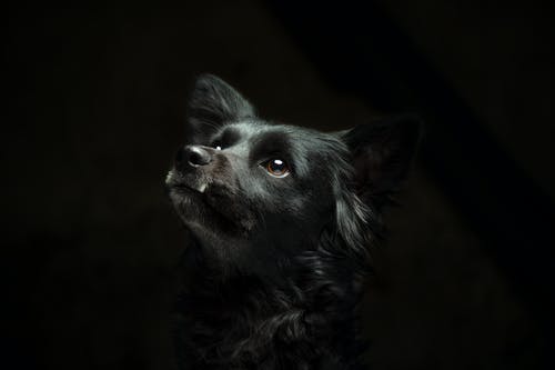 有关动物, 动物摄影, 可爱的的免费素材图片