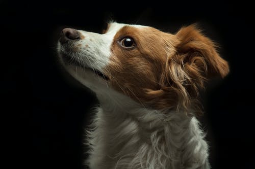 白色和棕色长外套小狗 · 免费素材图片