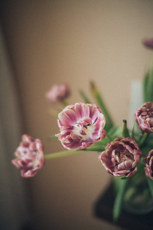 移轴镜头中的粉红色花朵 · 免费素材图片