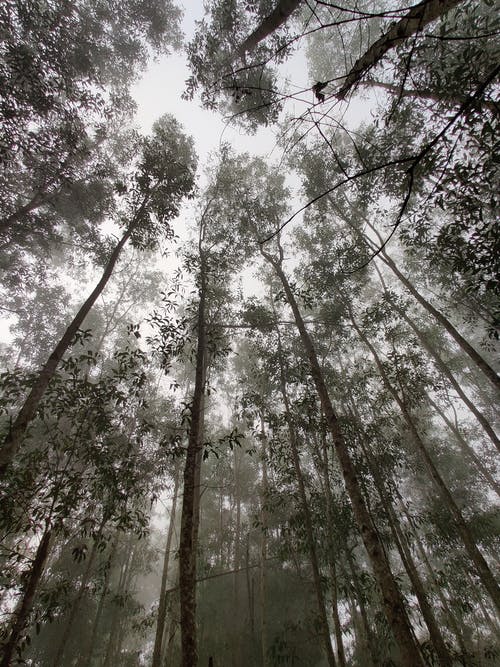 低角度摄影的树木 · 免费素材图片