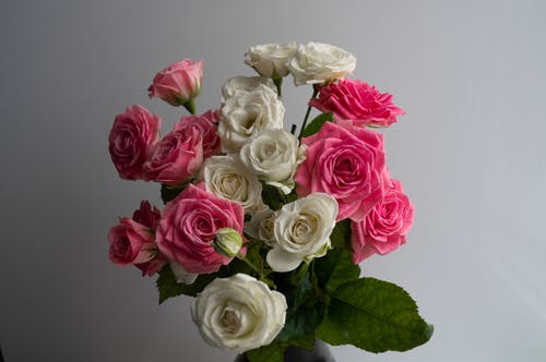 盛开的粉红和白色玫瑰 · 免费素材图片