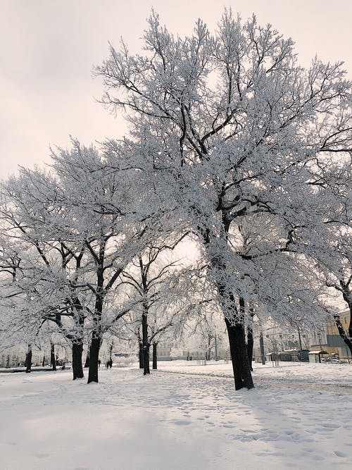 在积雪的地面上的无叶树木 · 免费素材图片