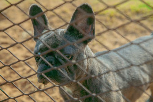 有关动物, 动物摄影, 围栏的免费素材图片