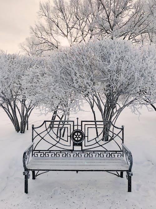 树木和长凳被雪覆盖 · 免费素材图片