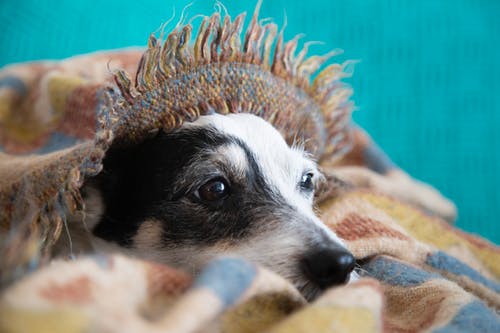 毛毯下的狗 · 免费素材图片