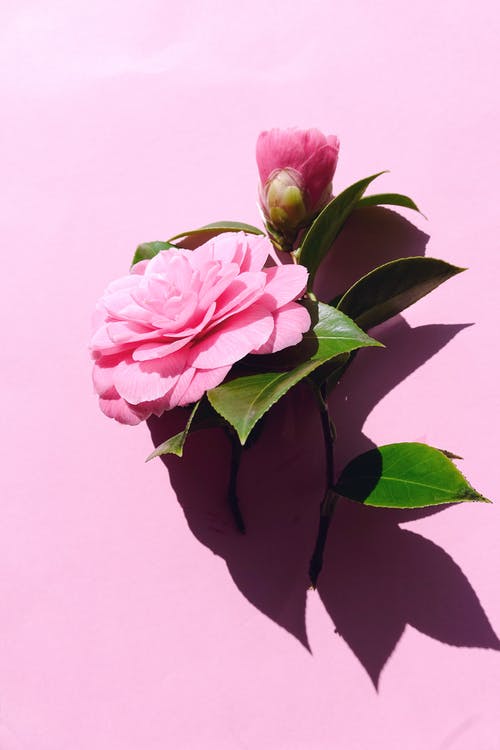 粉红色的花朵 · 免费素材图片