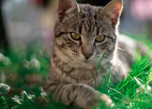 有关动物, 动物摄影, 可爱的免费素材图片