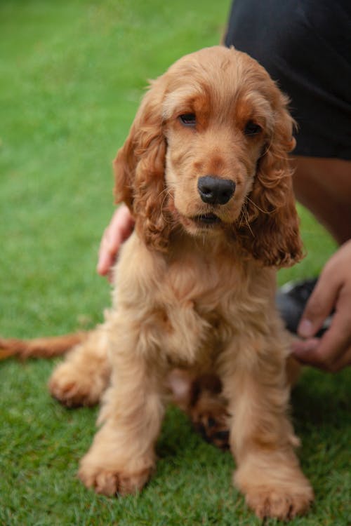 布朗长涂层的狗，在绿色的草地上 · 免费素材图片