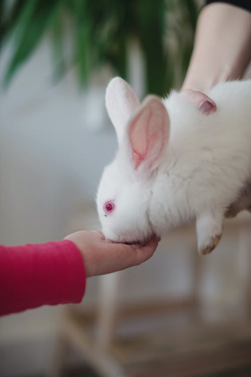 有关兔子, 动物, 动物摄影的免费素材图片