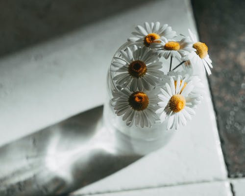 透明玻璃花瓶中的白色雏菊 · 免费素材图片