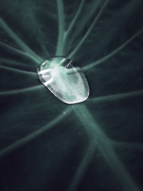 水下植物上的透明水母 · 免费素材图片