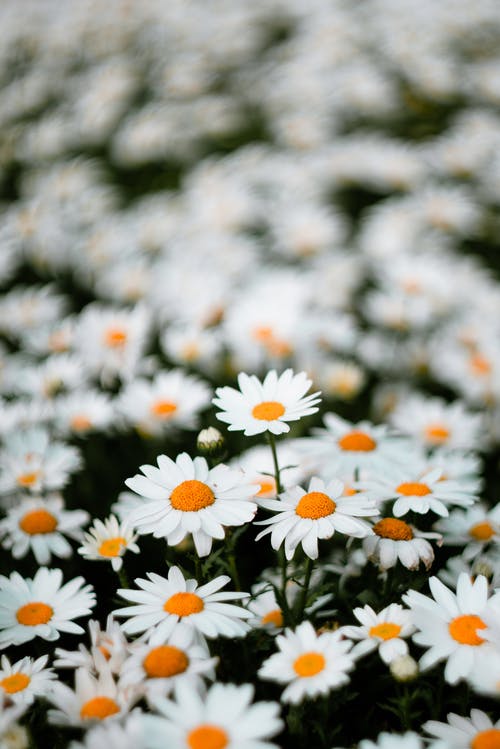 移轴镜头中的白色和黄色花朵 · 免费素材图片