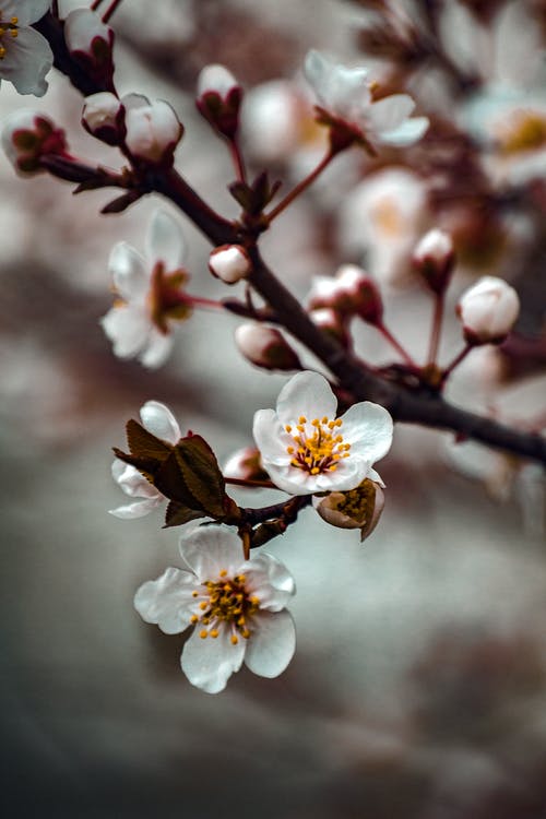 白色樱花在摄影中的关闭 · 免费素材图片