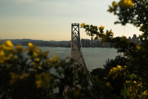 有关吊桥, 基础设施, 建筑的免费素材图片