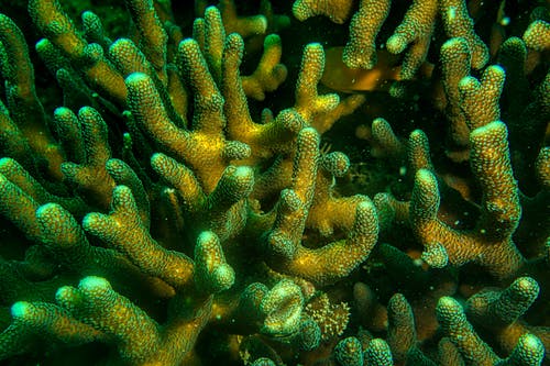 绿色和黄色的珊瑚礁 · 免费素材图片