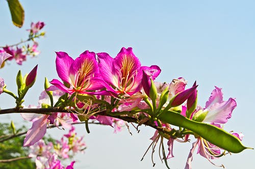 有关充满活力, 增长, 季节的免费素材图片