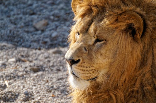 狮子的特写镜头 · 免费素材图片