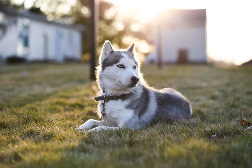 西伯利亚雪橇犬在绿色草地上 · 免费素材图片