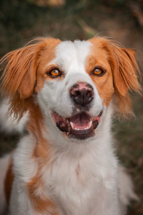 一只白色和棕色的狗的照片 · 免费素材图片