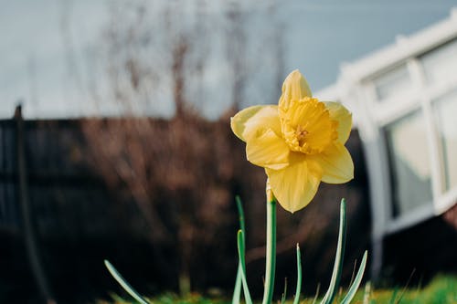 黄色花在倾斜移位镜头 · 免费素材图片