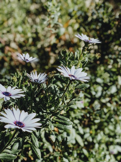 有关宏观, 工厂, 植物群的免费素材图片