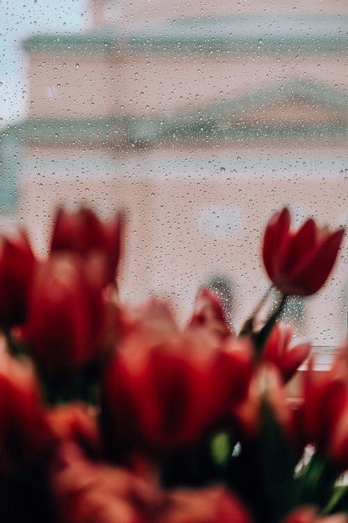 盛开的郁金香 · 免费素材图片