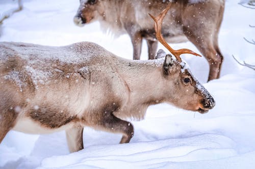 雪覆盖地面上的动物 · 免费素材图片